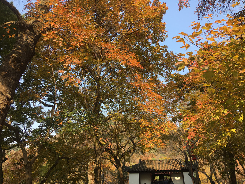 苏州天平山,天平山枫叶,仓储货架