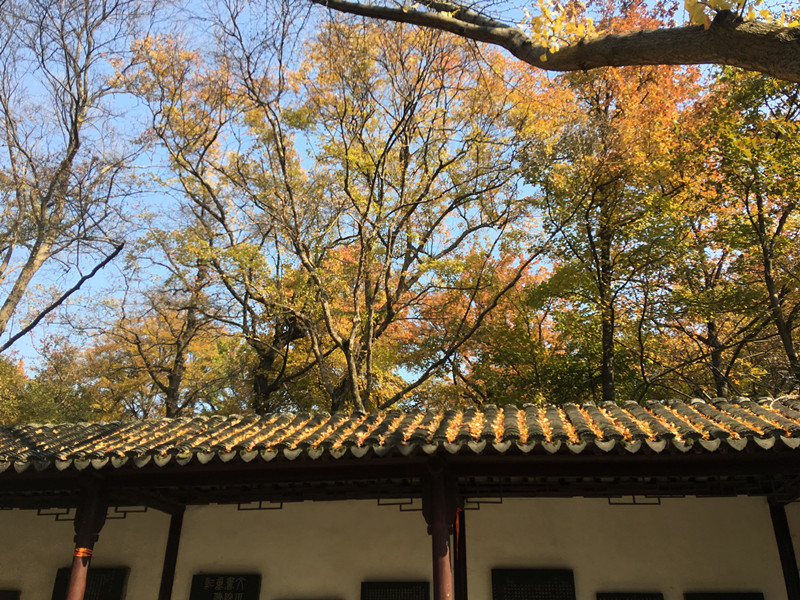 苏州天平山,天平山枫叶,仓储货架